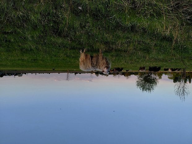 Samsung Galaxy A36 sample photo