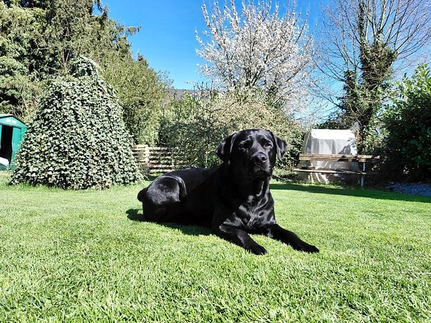 Samsung Galaxy A36 sample photo