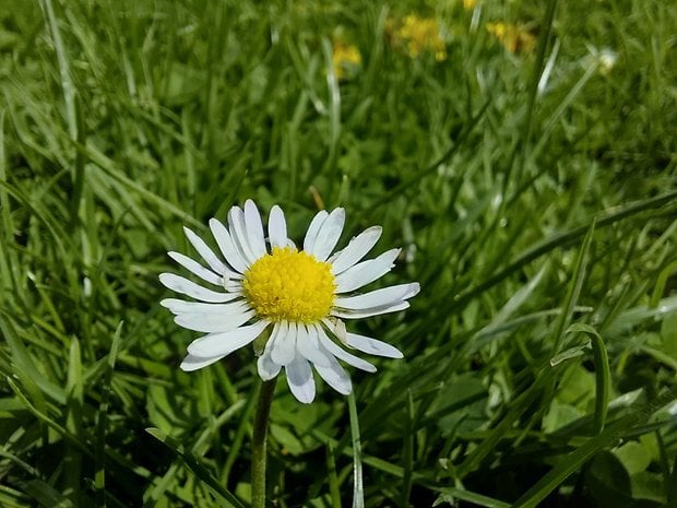 Samsung Galaxy A36 sample photo