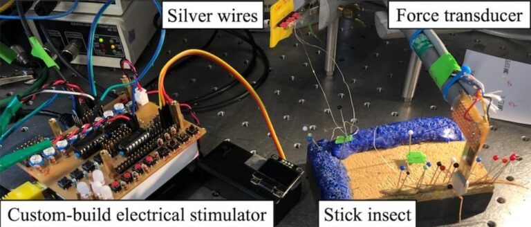 lax 85275 elife 85275 fig1 v1 A