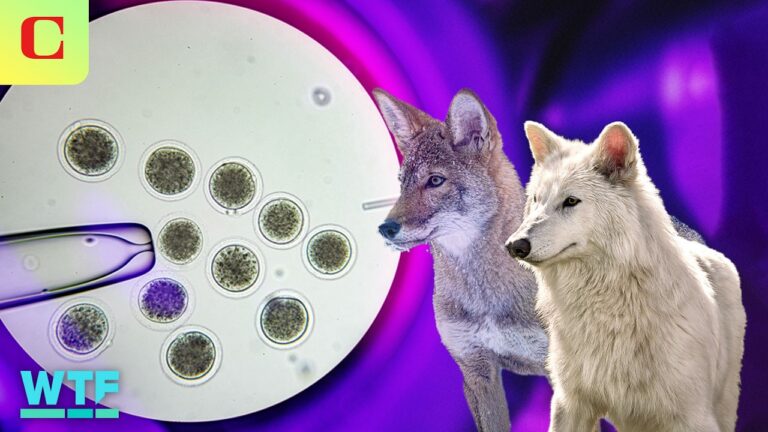 What Really Matters in the "Dire Wolf" Controversy? 2 *