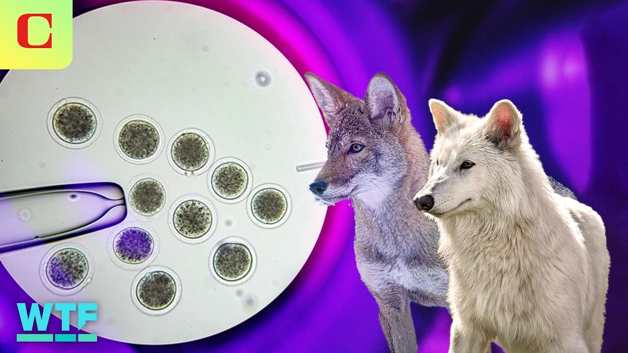 What Really Matters in the "Dire Wolf" Controversy? 1 *