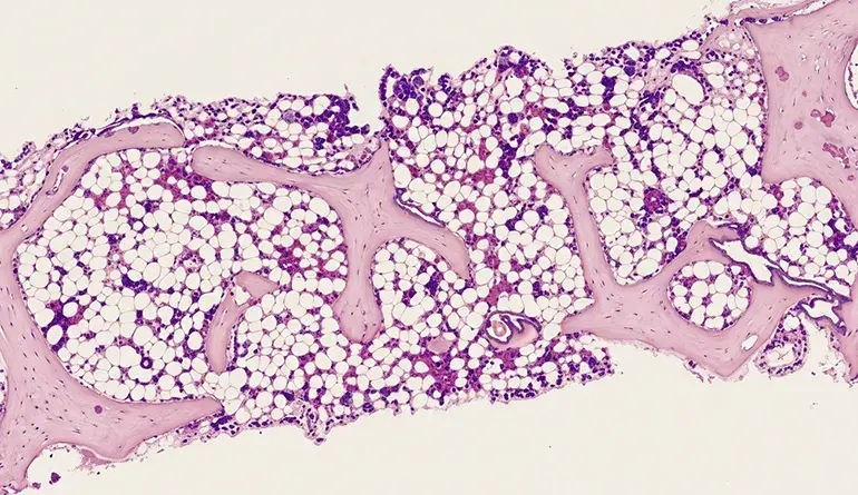 A Practical Guide to Bone Tissue Labeling and Annotation 5 QuPath