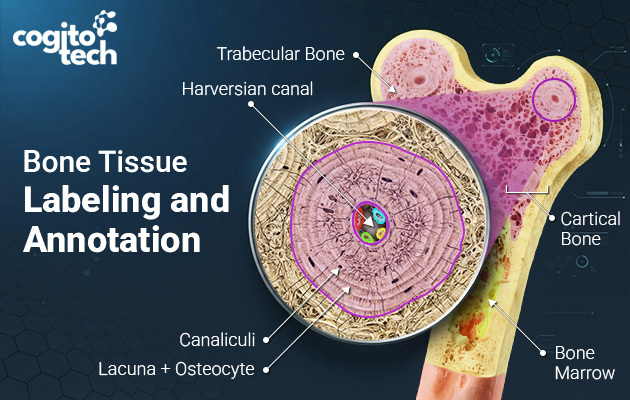 A Practical Guide to Bone Tissue Labeling and Annotation